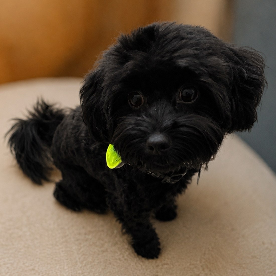 Callie, the studio’s small black dog, sitting on a cream armchair