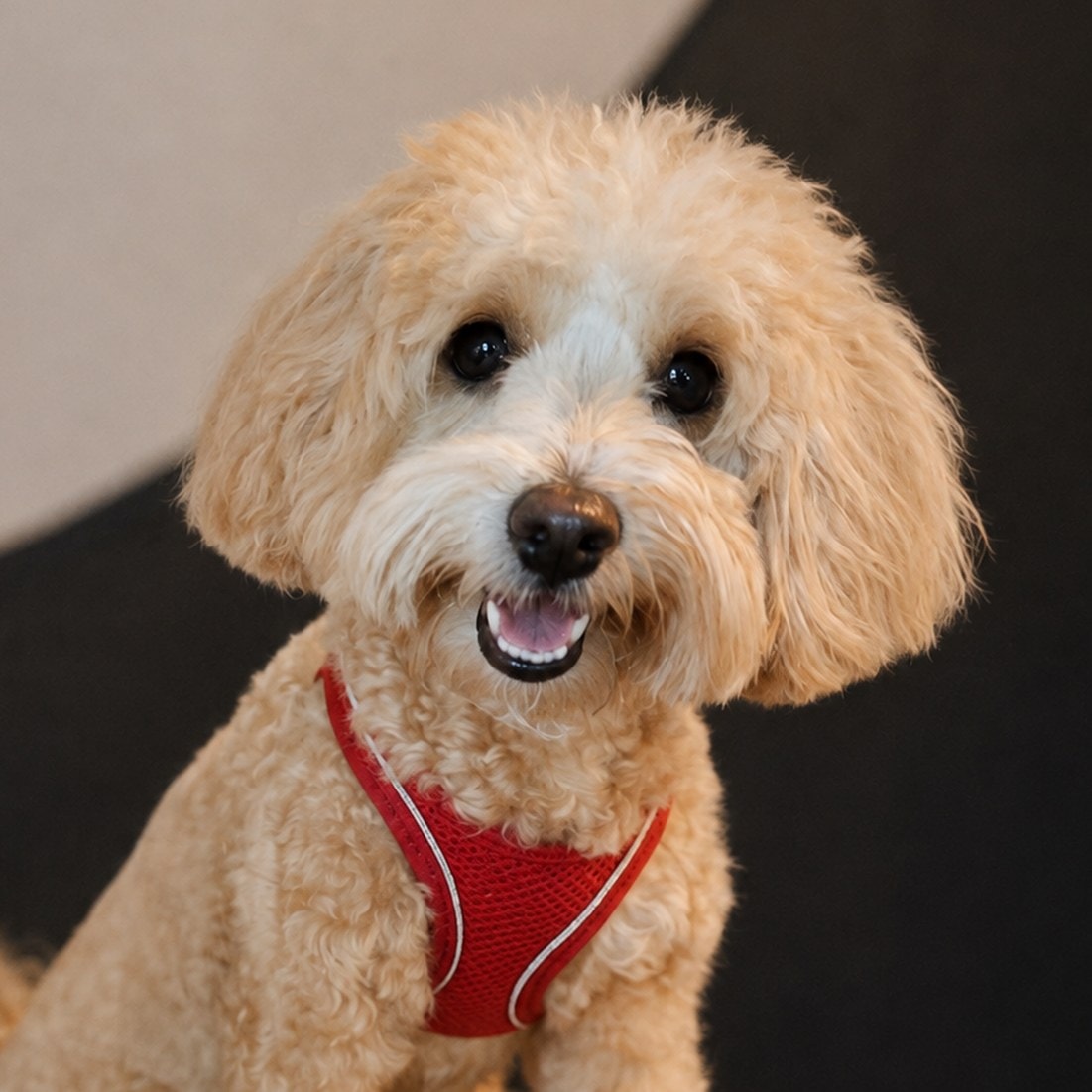 Riley, the studio’s cream cockapoo, sitting in a red harness